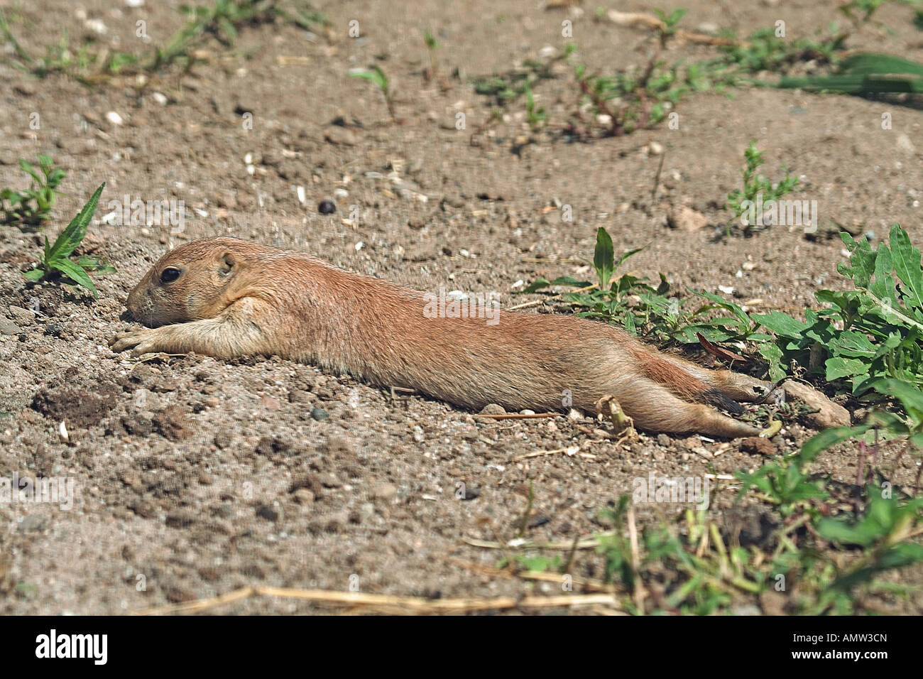 Jeune chien de prairie - lying / Cynomys ludovicianus Banque D'Images