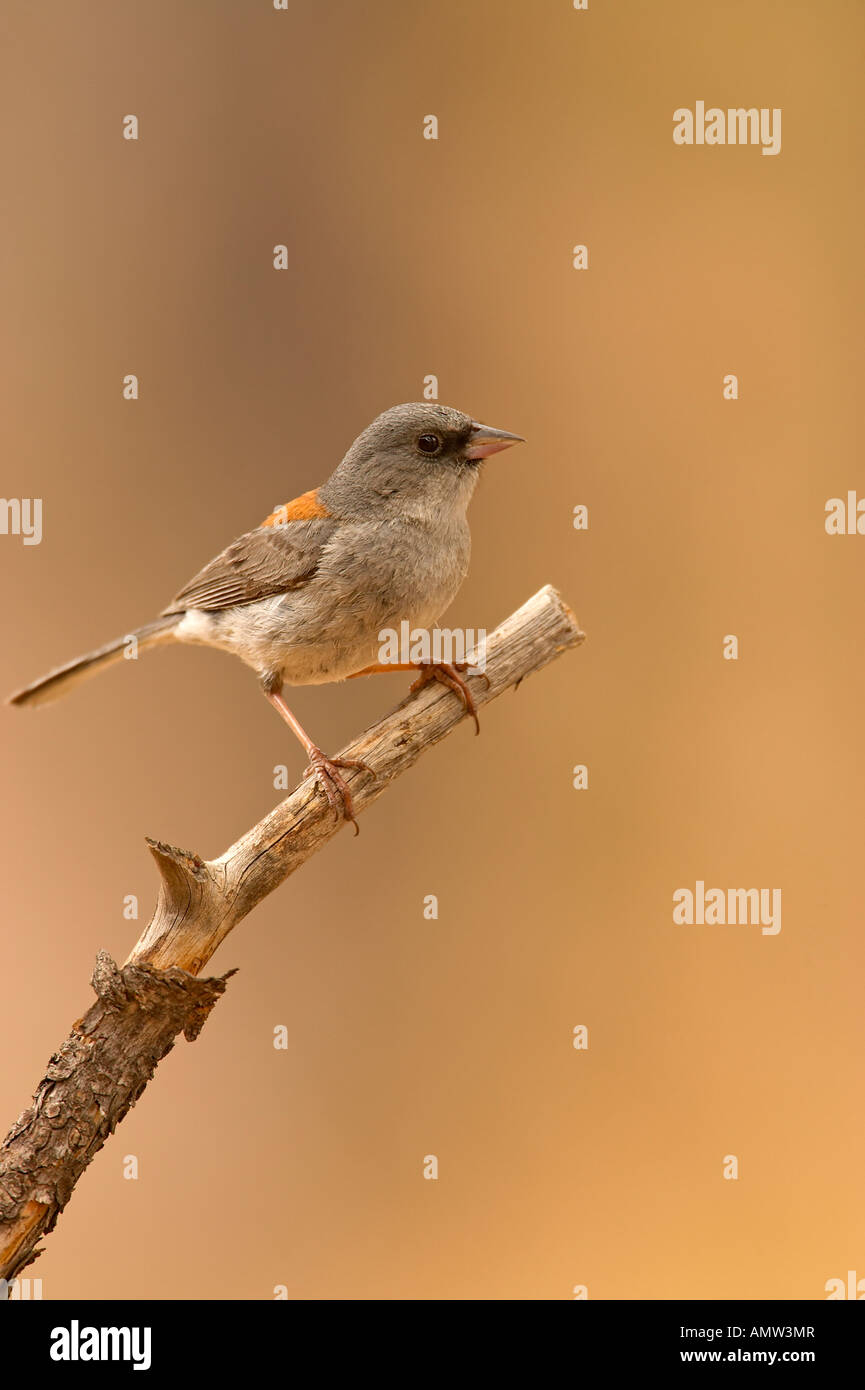Dark eyed Junco Junco hyemalis Forêt nationale de Gila, Nouveau Mexique Banque D'Images