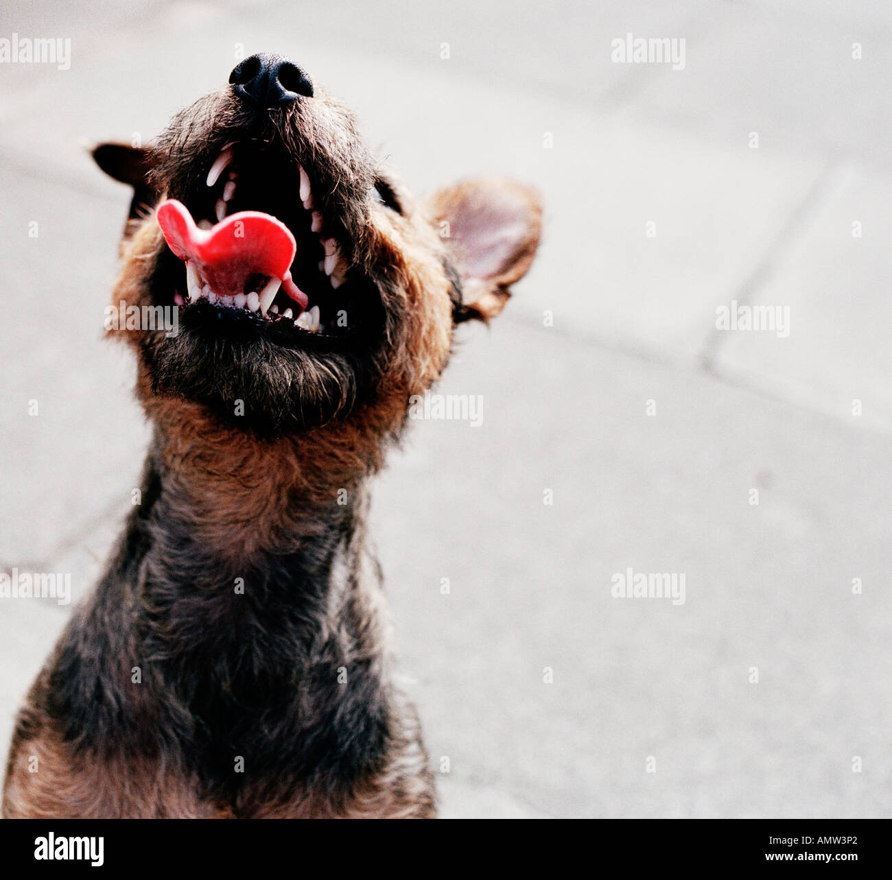 La farandole des Otter2166 Heaton Newcastle upon Tyne 307 2001 Banque D'Images