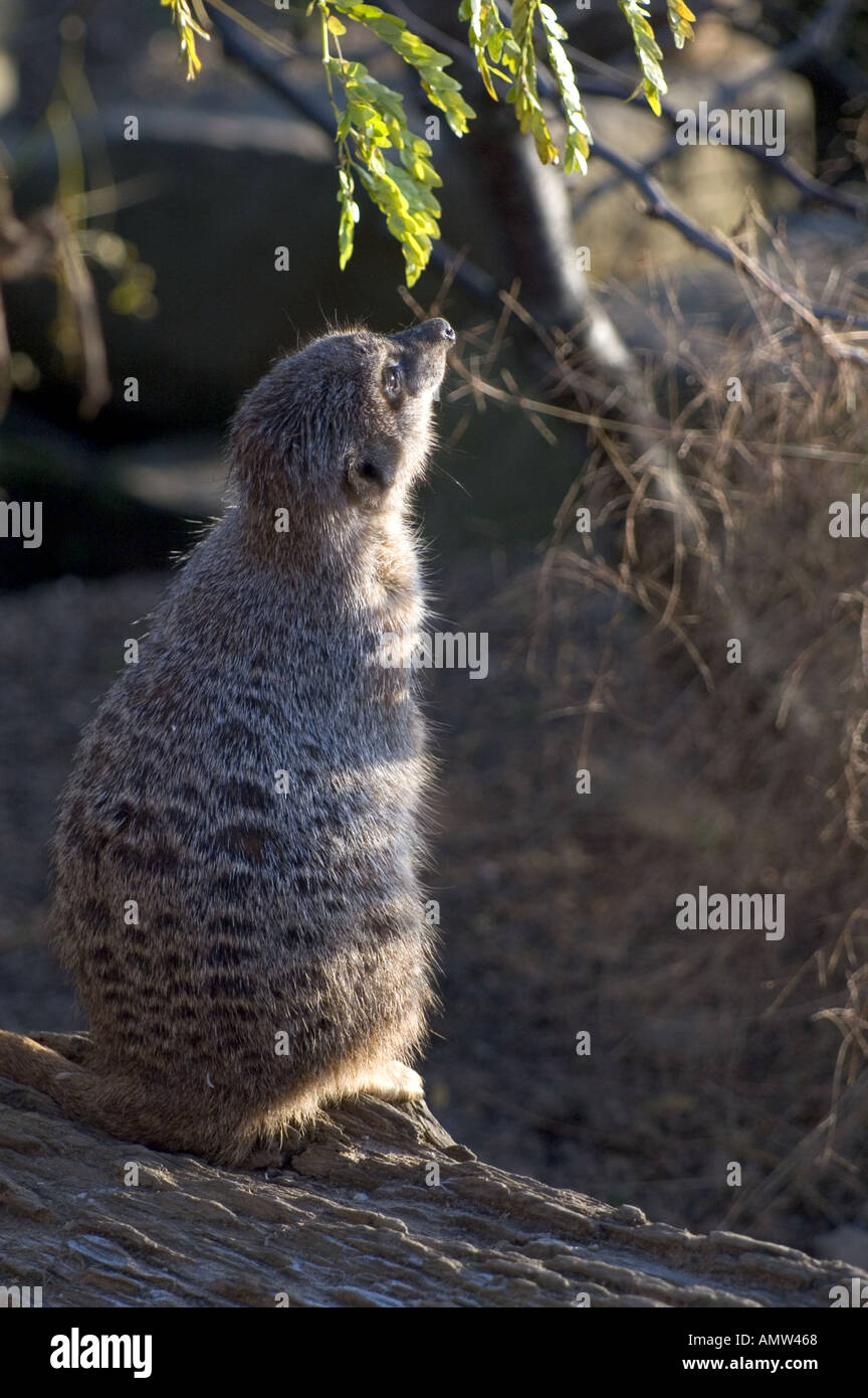 Meerkat Vigilant écoute et attend qu'un hélicoptère vole à proximité de l'aéroport d'Édimbourg en gardant les animaux du zoo de la ville toujours en alerte Banque D'Images