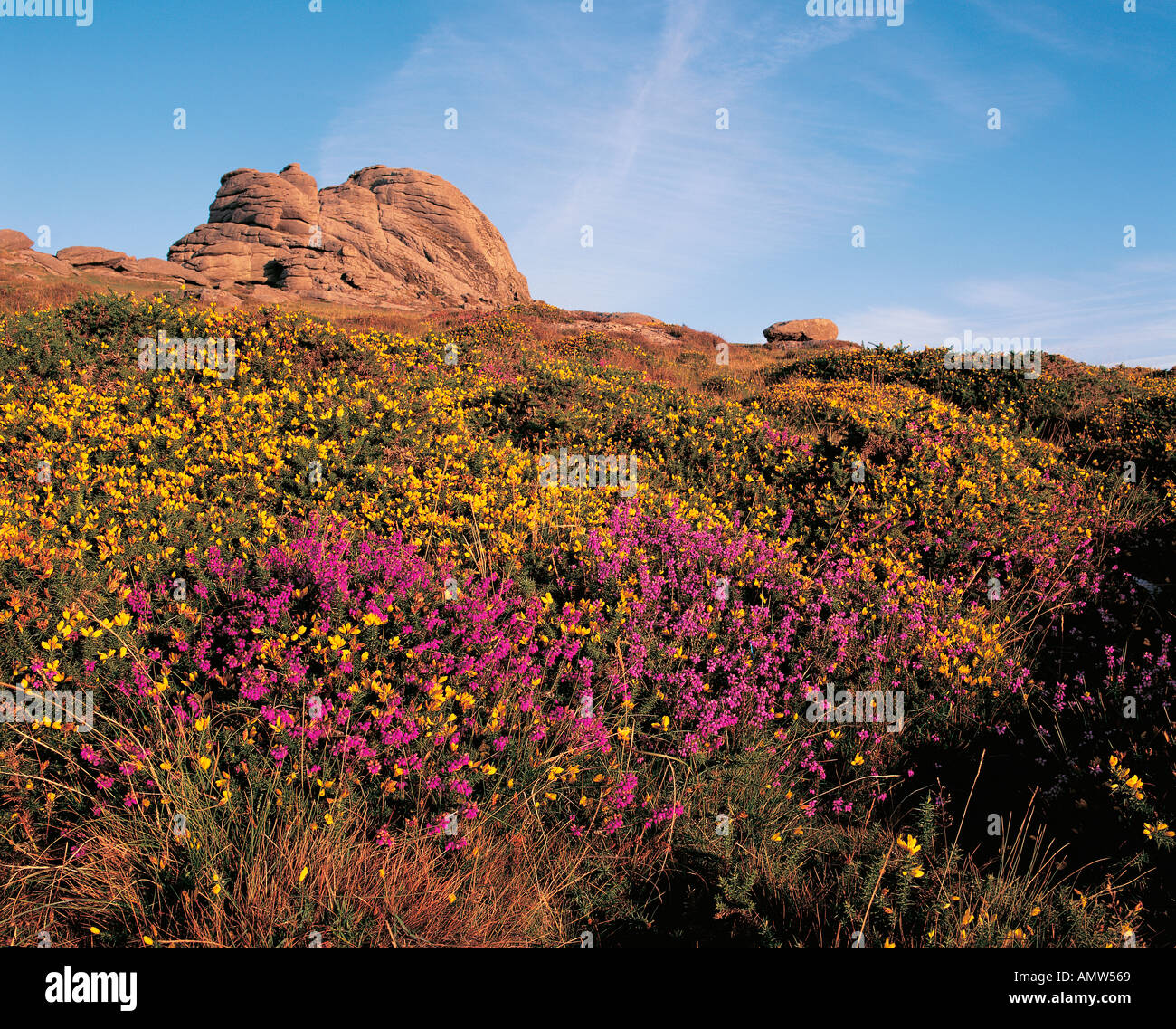 L'ajonc et la bruyère en fleur près du sommet du Parc National de Dartmoor Haytor Grande-bretagne Devon Banque D'Images