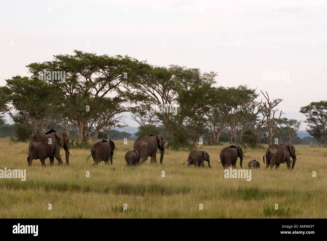 Troupeau de race,Loxodonta africana Banque D'Images