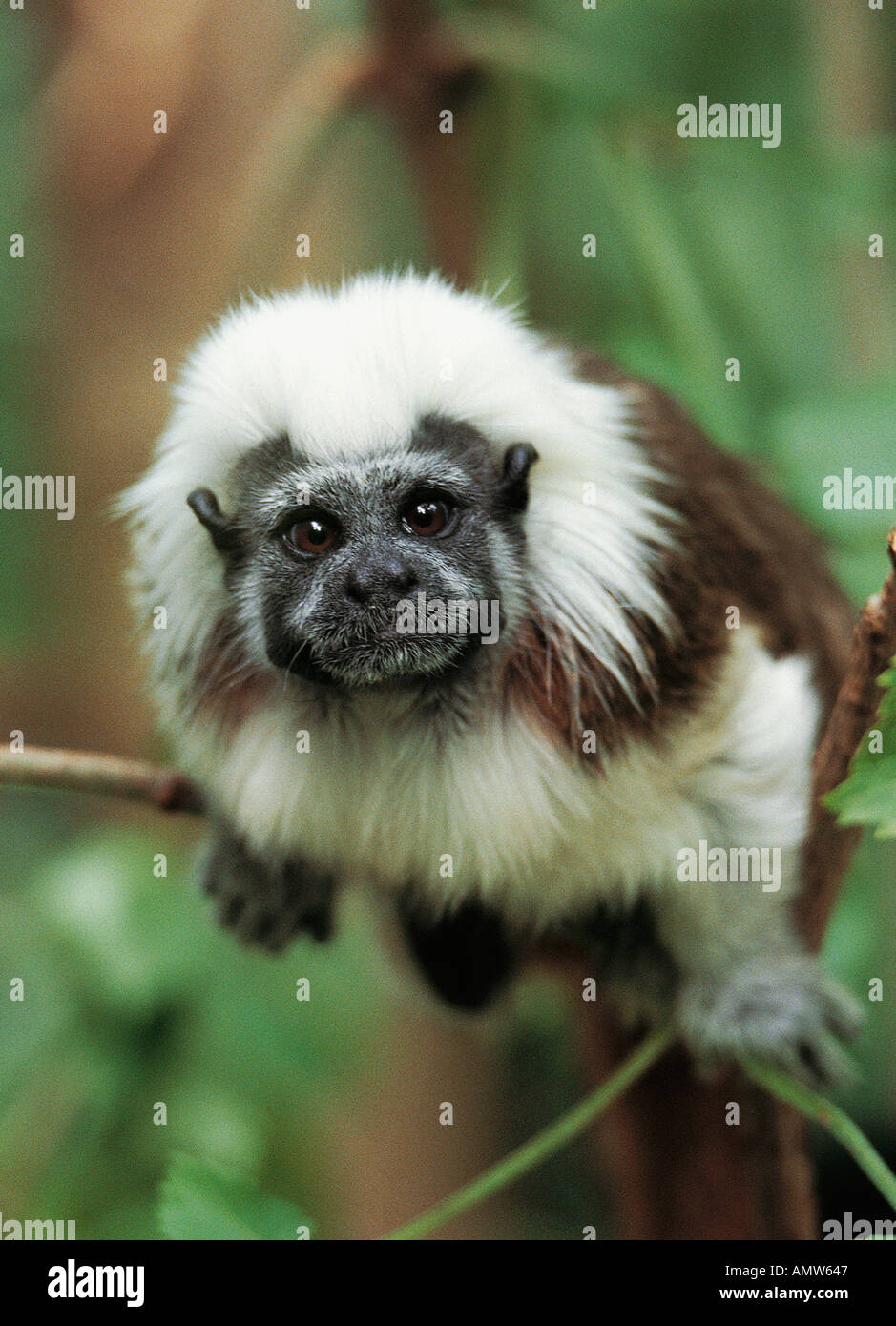 Haut coton Saguinus oedipus tamarin un singe d'Amérique du Sud Banque D'Images