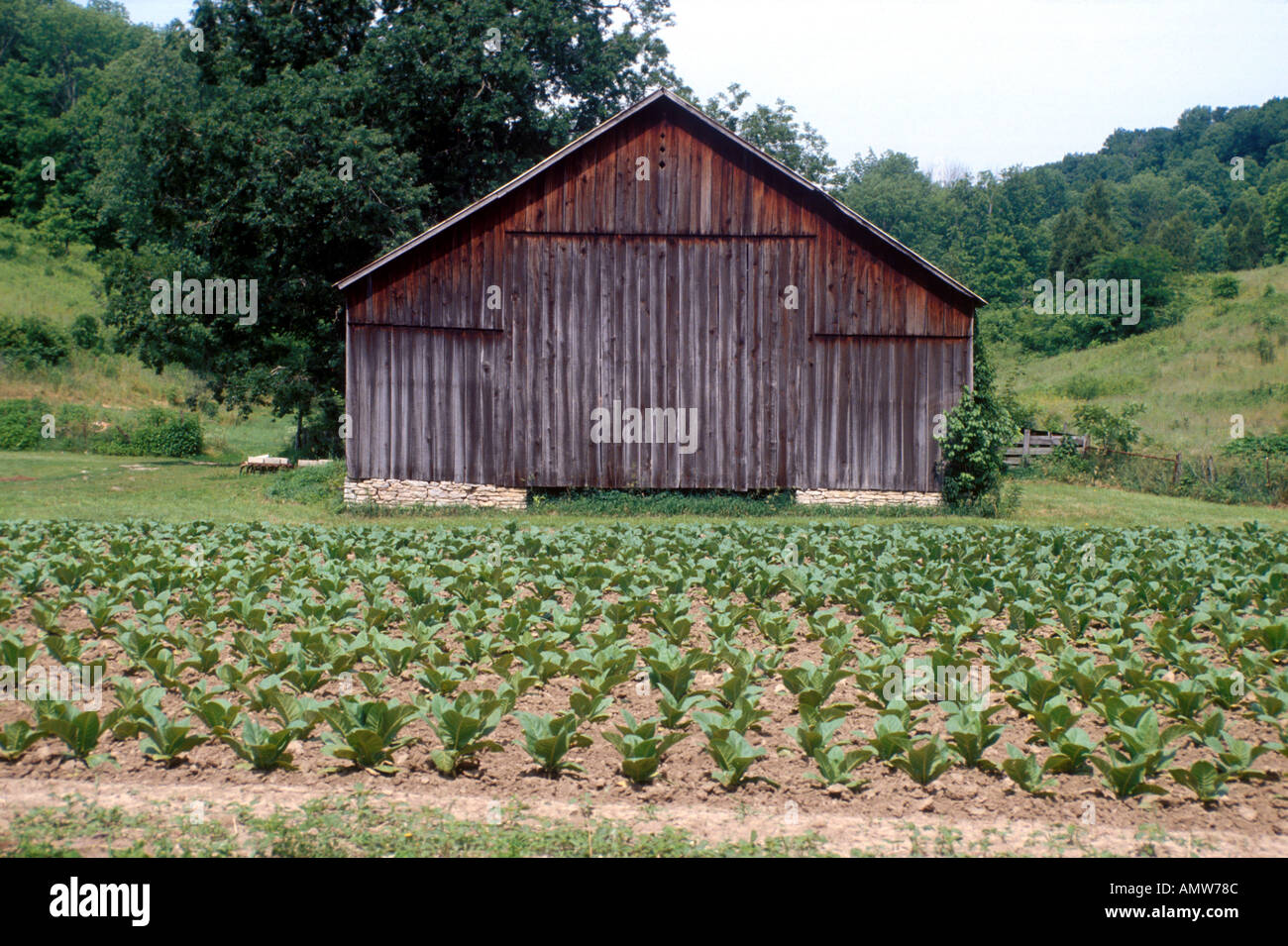 Ferme du tabac Banque D'Images