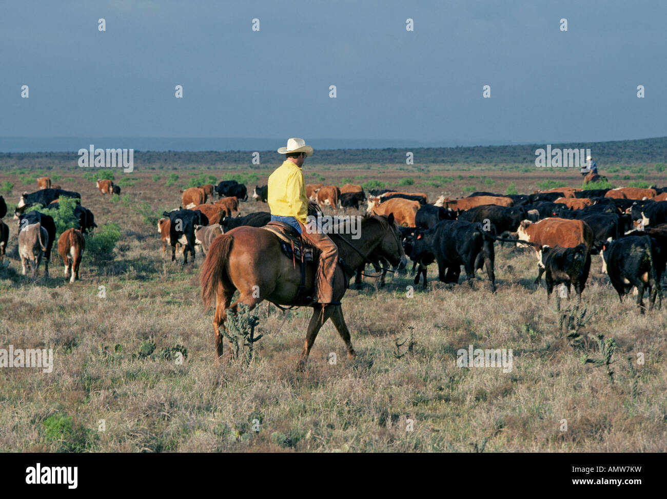 USA TEXAS Cowboys troupeau de bovins Herford à un nouveau pâturage sur un grand ranch au Texas près de Post Banque D'Images