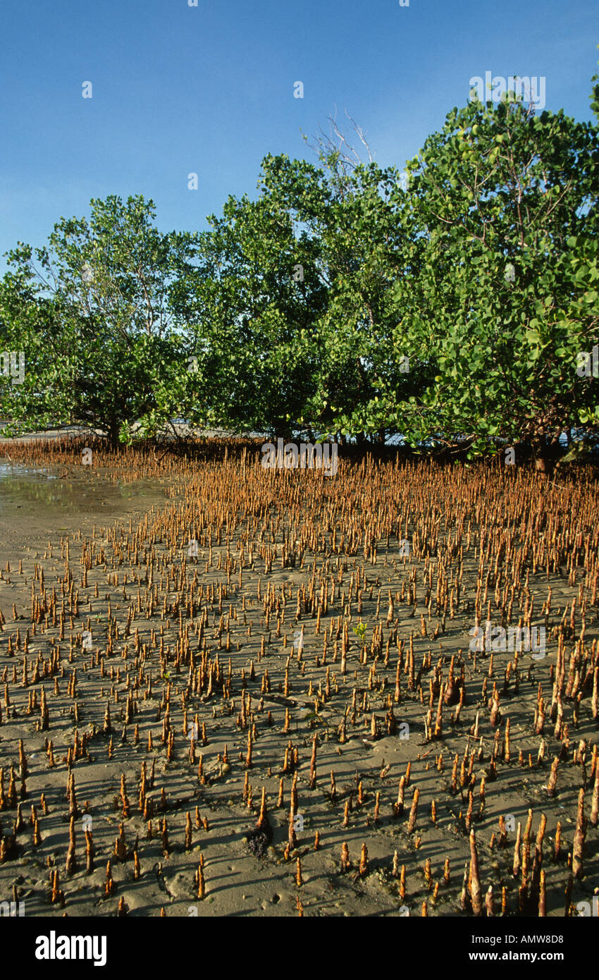 Vue des mangroves montrant des arbres et racines respiratoires rhizophores Mafia Island Tanzanie Banque D'Images
