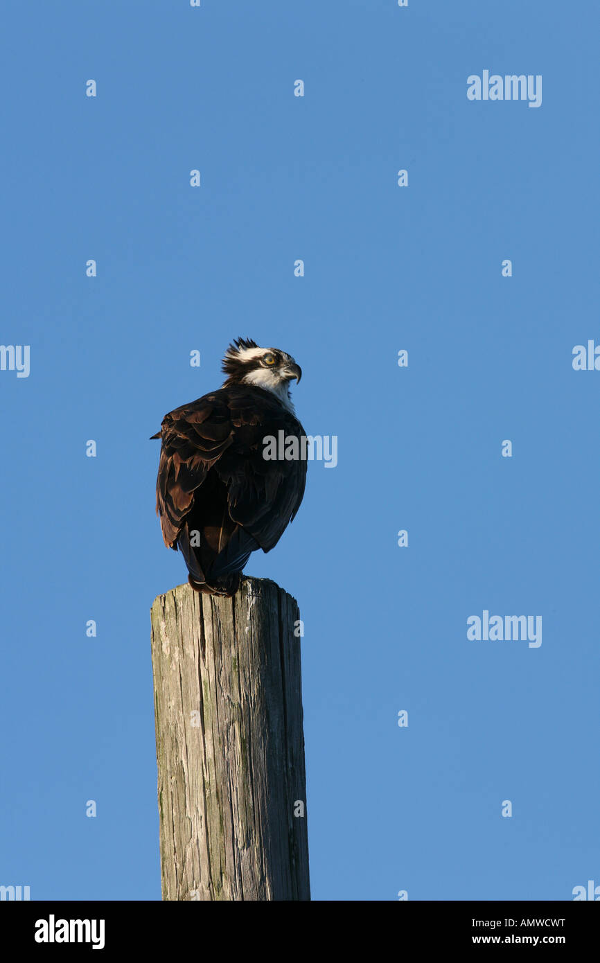 Osprey sur perche en Floride Banque D'Images