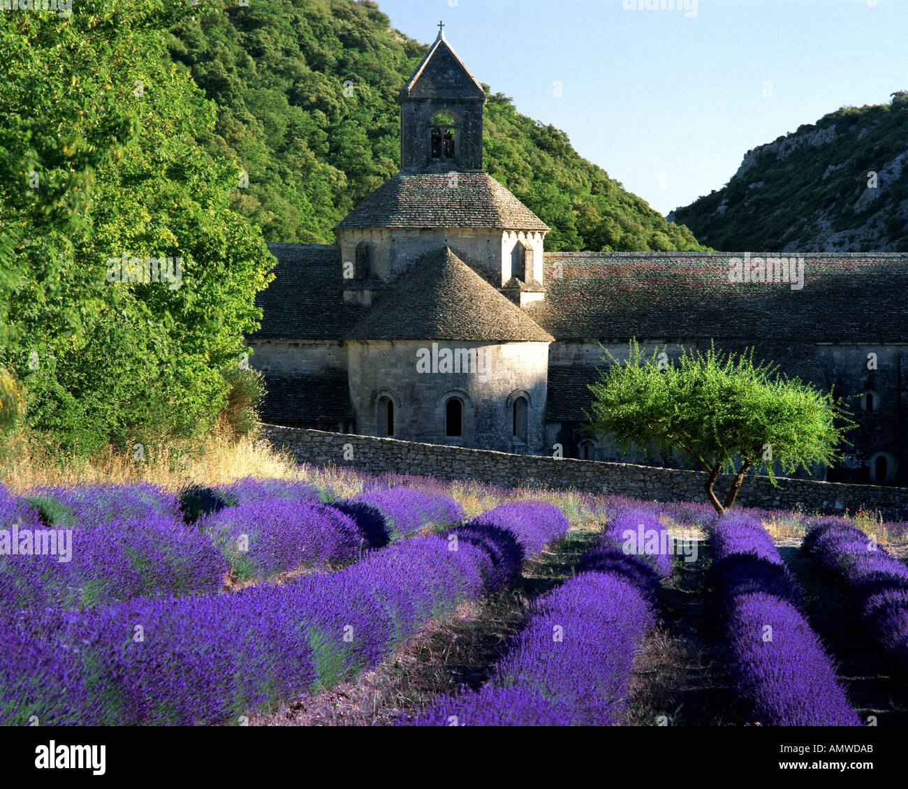 FR - Vaucluse : Abbaye Notre Dame de Sénanque près de Gordes Banque D'Images
