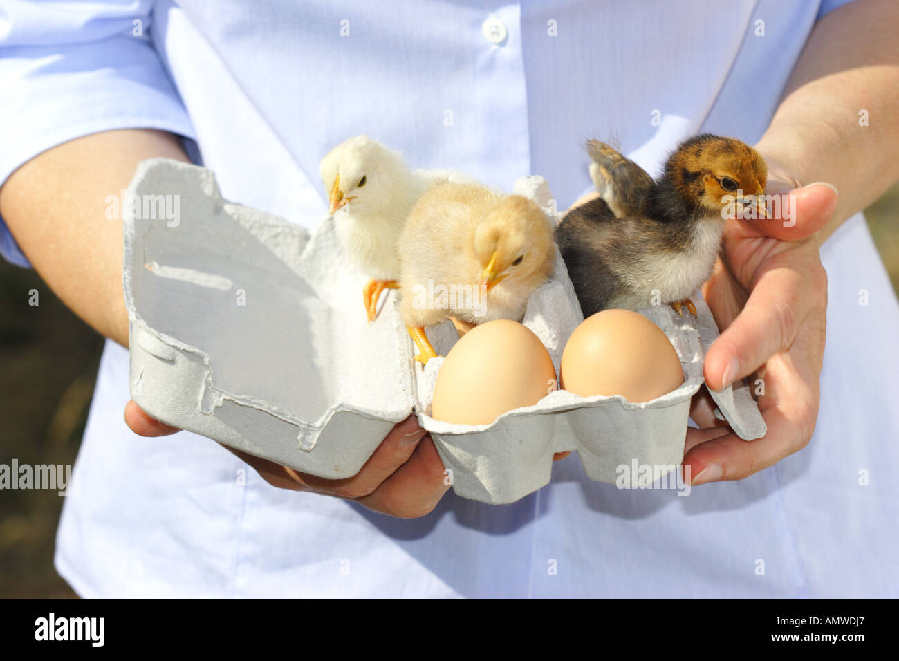 Femme présente une paperbox avec des œufs et du poulet Banque D'Images