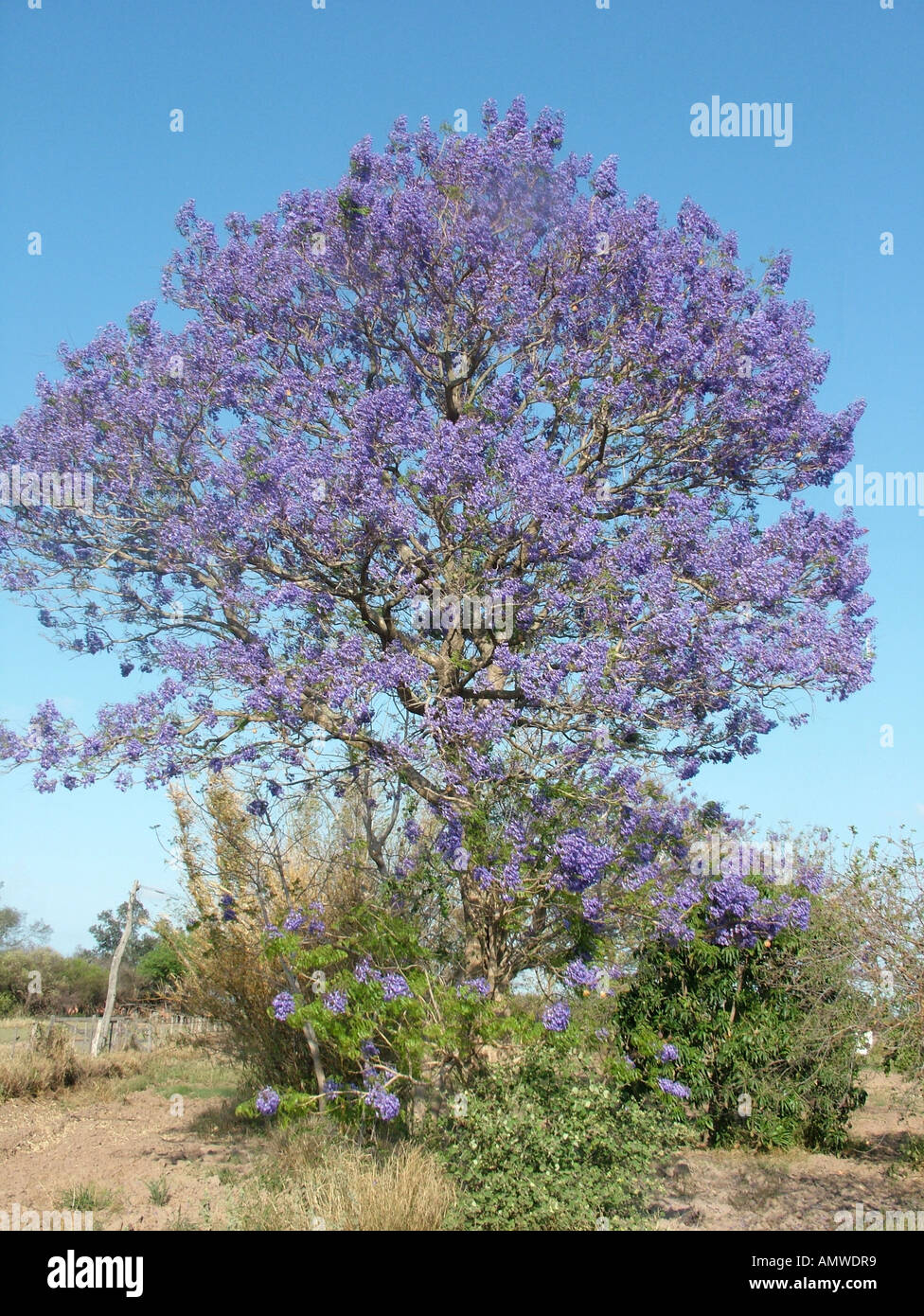 Jacaranda Jacaranda Mimosifolia à Fleurs Bleues Gran Chaco