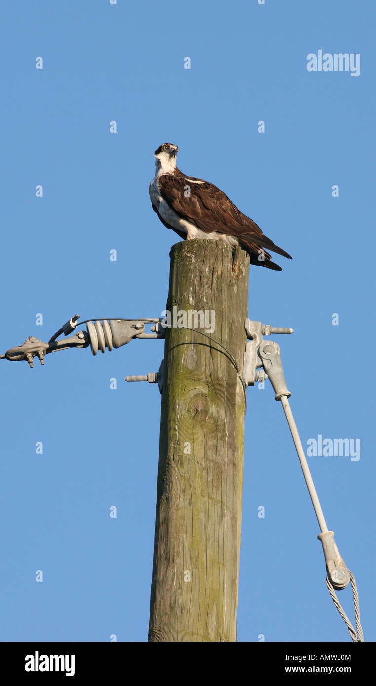 Balbuzard oiseau de la faune de la Floride Banque D'Images