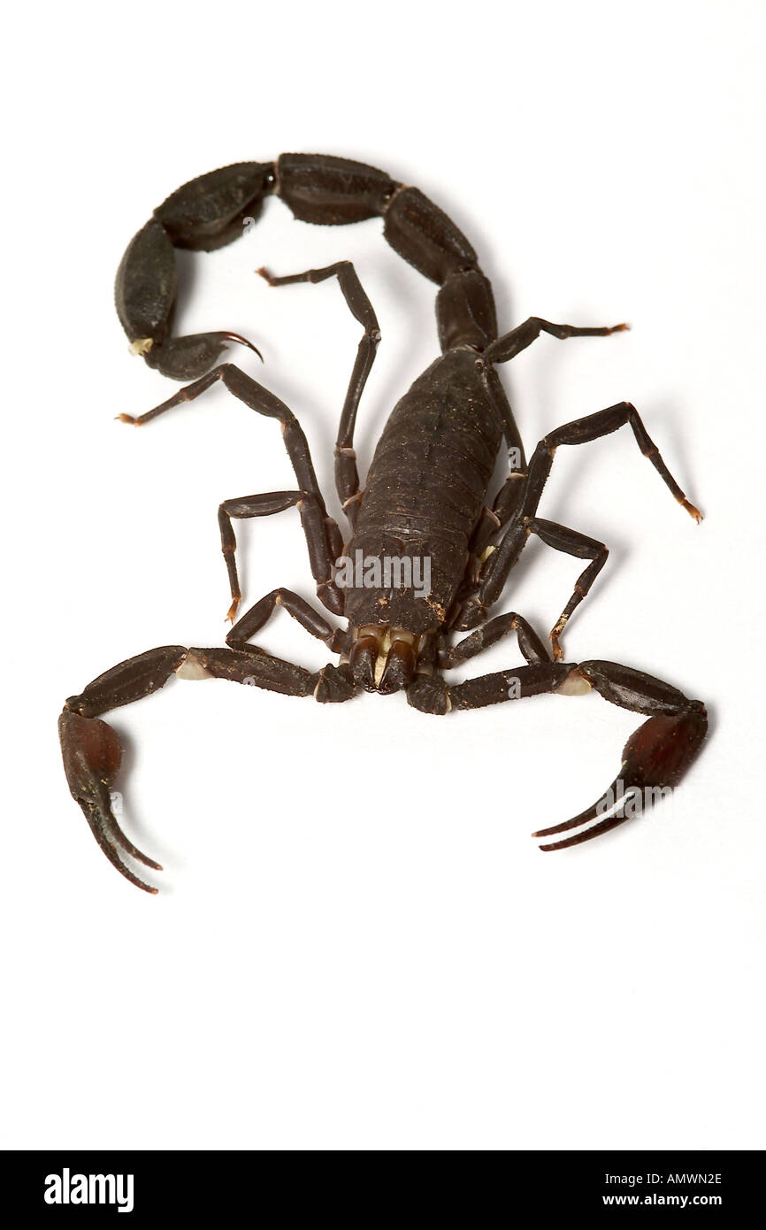 Black Scorpion Tityus amazonienne sp Banque D'Images Black Scorpion Tityus amazonienne sp Banque D'Images