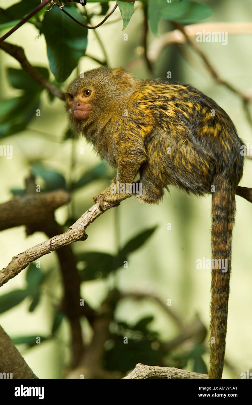 Ouistiti pygmée Cebuella pygmaea plus petit singe dans le monde de l'Amazonie en Amérique du Sud Banque D'Images Ouistiti pygmée Cebuella pygmaea plus petit singe dans le monde de l'Amazonie en Amérique du Sud Banque D'Images