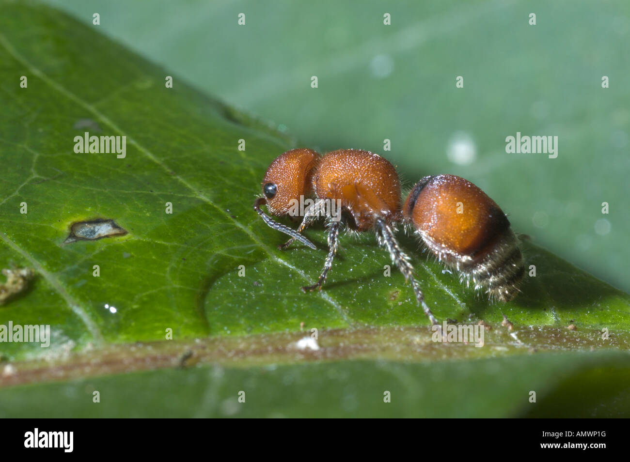 Ant de velours (Dasymutilla wasp vesta) boire d'une goutte de pluie sur une feuille. Banque D'Images