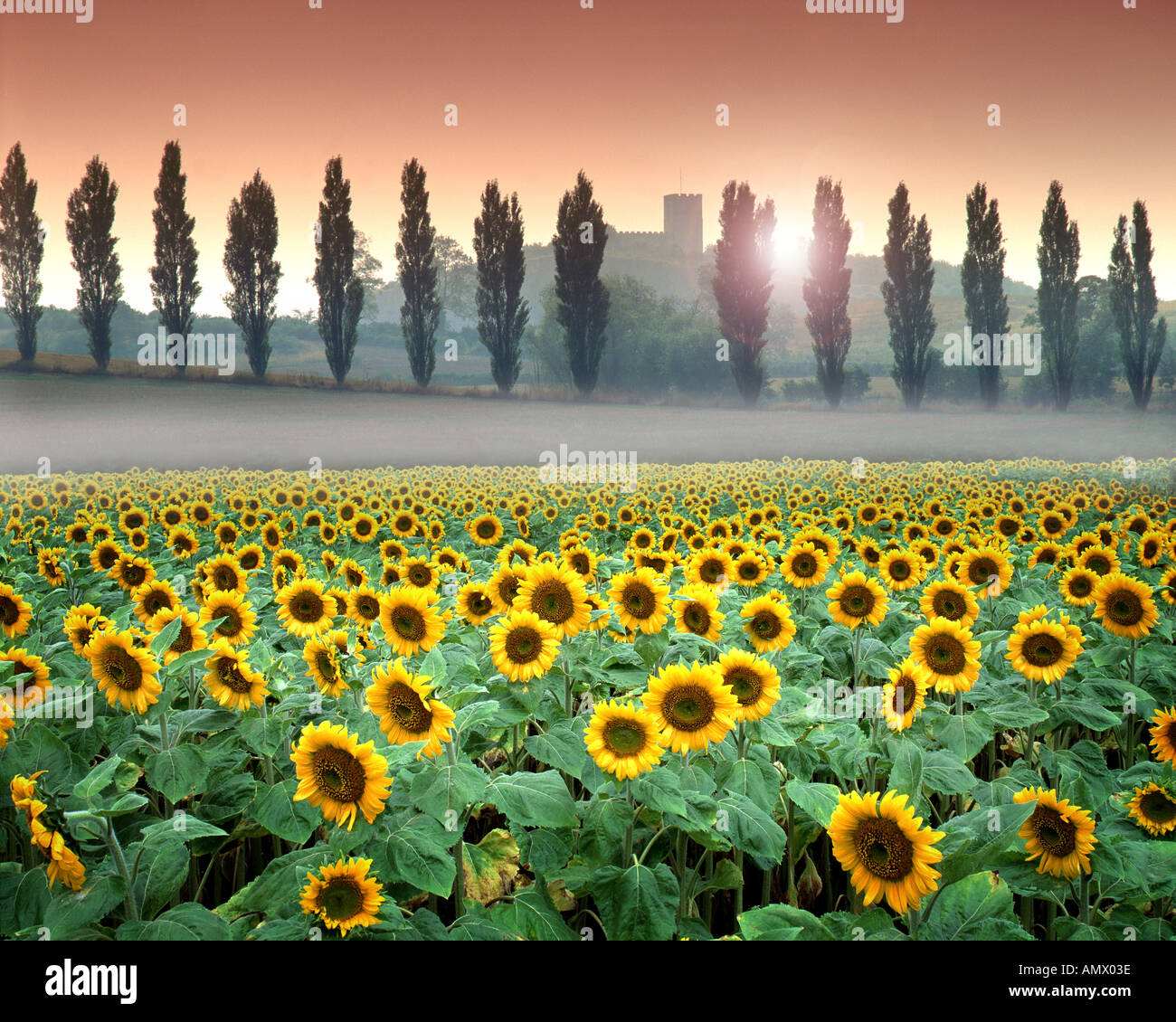 Go - LEICESTERSHIRE : champ de tournesol à Breedon sur la Colline Banque D'Images