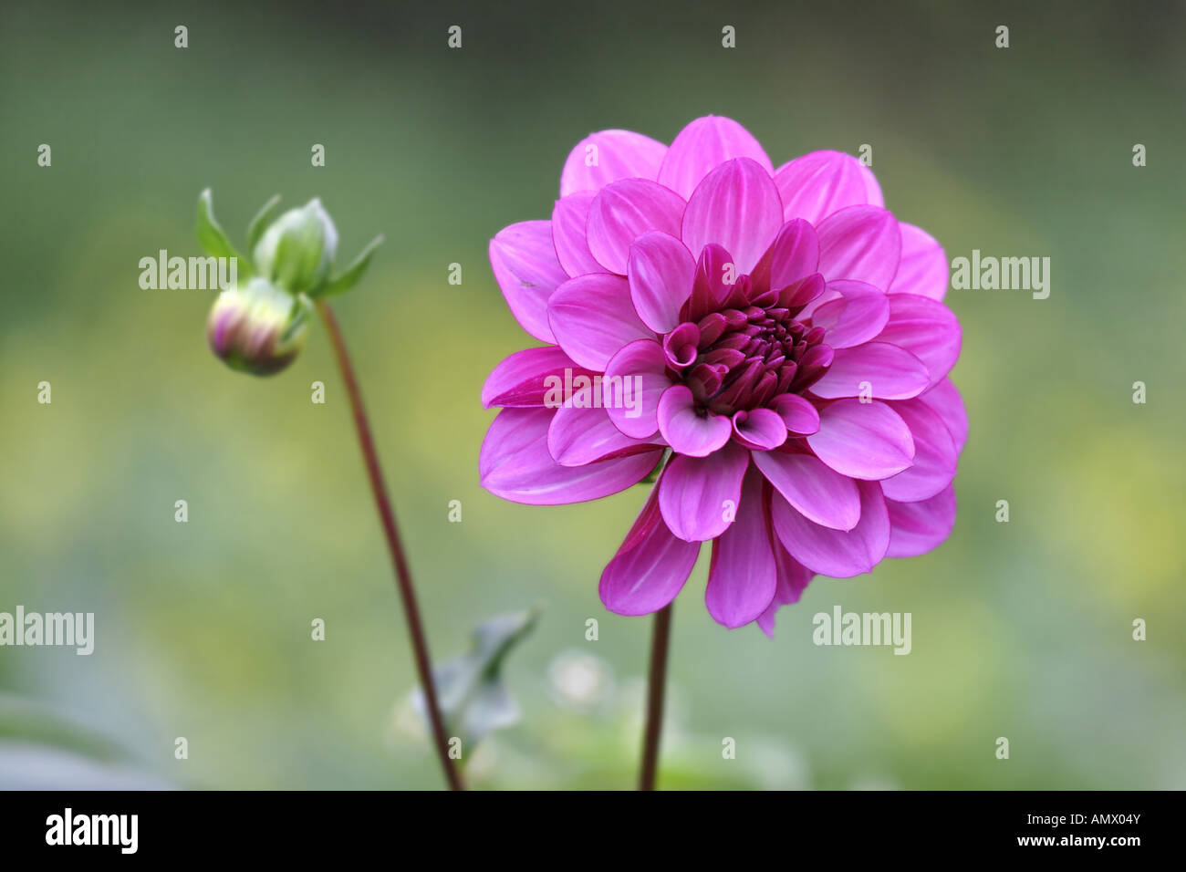 Georgina (Dahlia spec.), avec des plantes et fleurs de l'inflorescence bud Banque D'Images