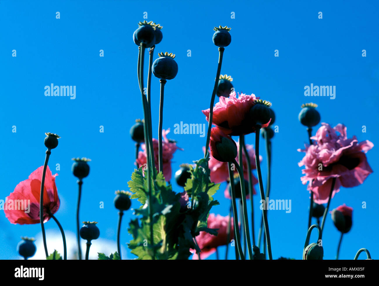 Coquelicots Banque D'Images