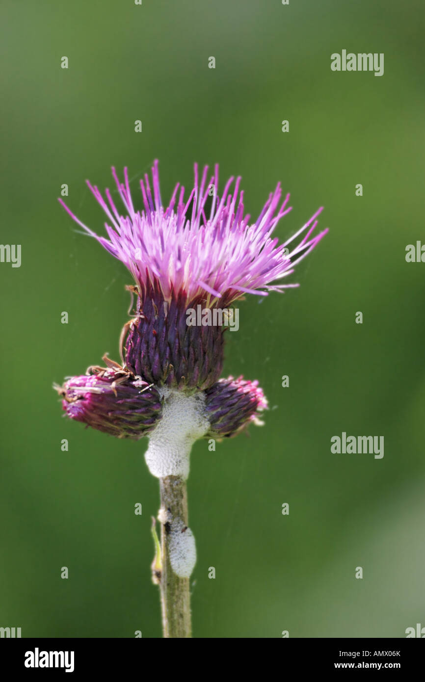 Waldstein Cirsium waldsteinii), plante avec cucko spit, Allemagne, Bavière Allgaeu, Banque D'Images
