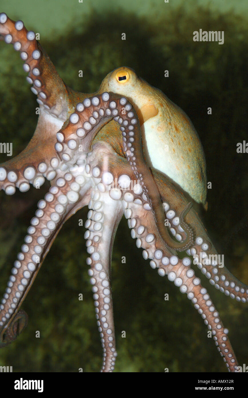 Poulpe commun, Octopus, Atlantique commun européen commun poulpe (Octopus vulgaris), seule personne Banque D'Images