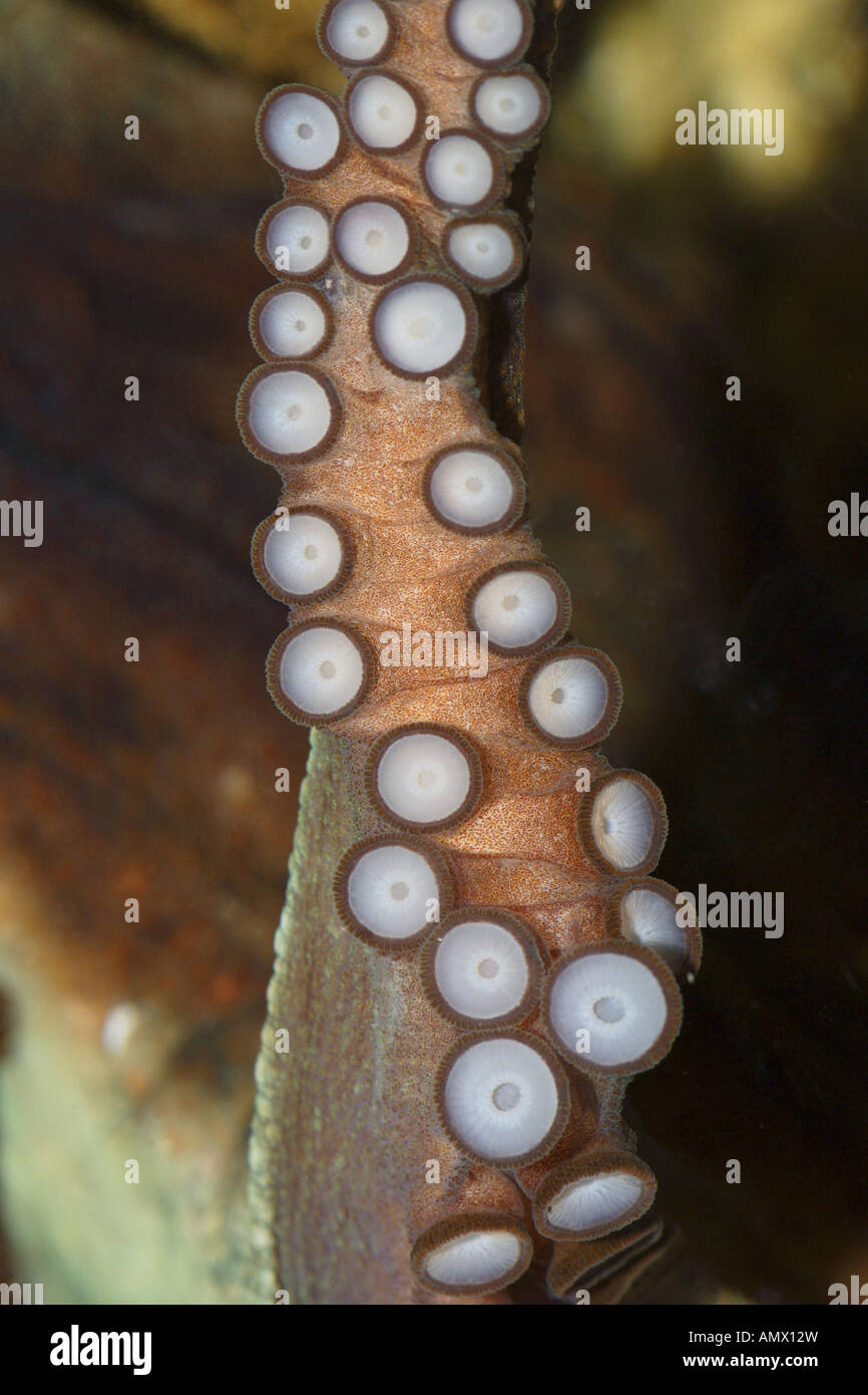 Poulpe commun, Octopus, Atlantique commun européen commun poulpe (Octopus vulgaris), sucettes Banque D'Images