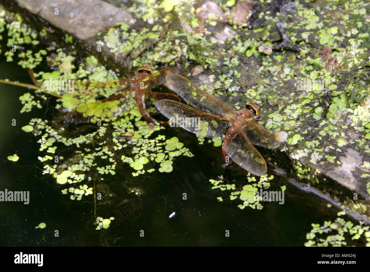 Deux brunes Aeschna Aeschna grandis, libellules Hawker, Odonata Anisoptera Banque D'Images