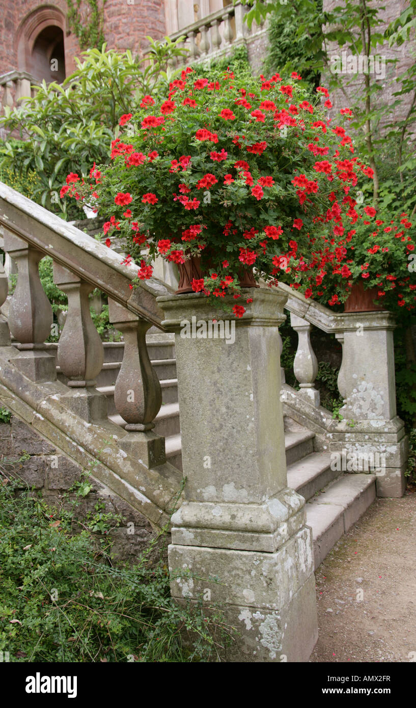 Un Pot de géraniums rouges sur un escalier en pierre de fantaisie Banque D'Images