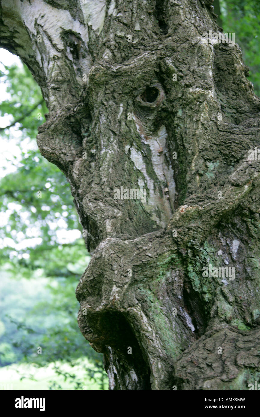Old Silver Birch Tree Trunk ressemblant à un étrange Visage Banque D'Images