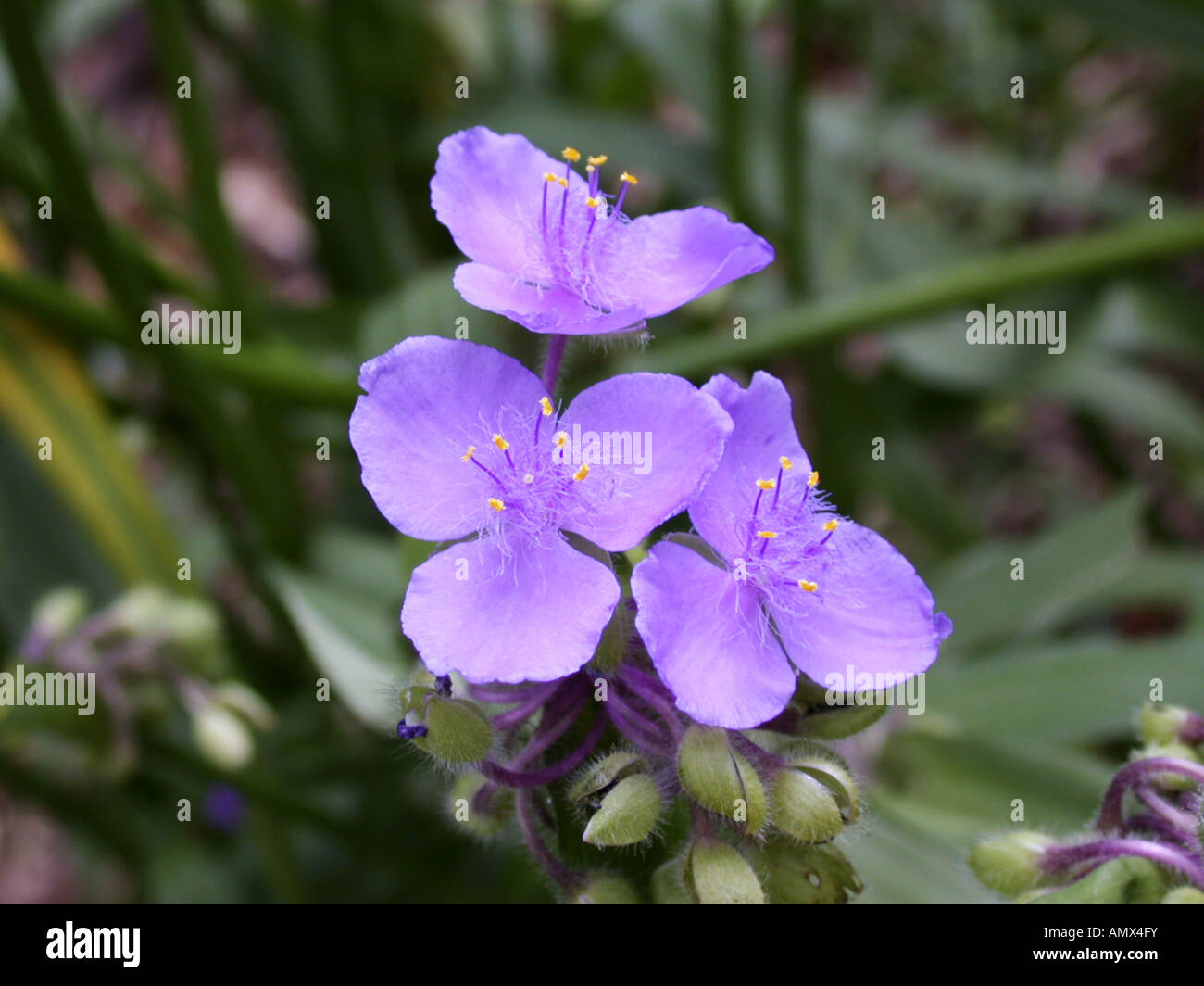 Tradescantie de l'Ohio (Tradescantia ohiensis), les fleurs Banque D'Images