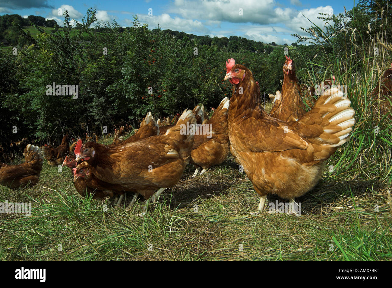 L'alimentation des poules en libre parcours dans les bois Banque D'Images