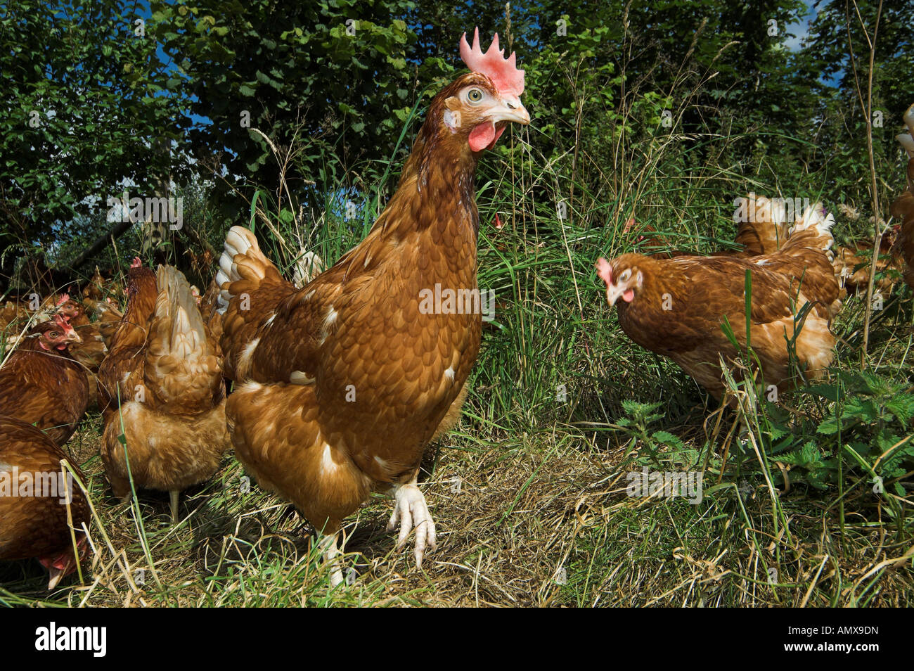 L'alimentation des poules en libre parcours dans les bois Banque D'Images