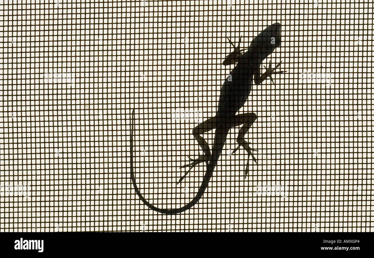 Un lézard (gekko) est vu sur un écran en Floride, USA, Banque D'Images