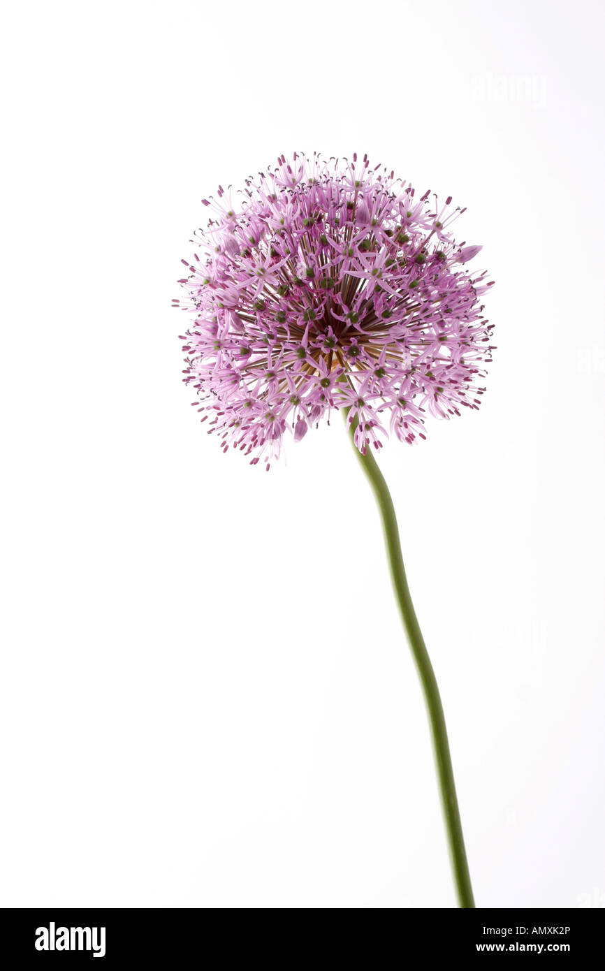 Inflorescence d'Allium Banque D'Images