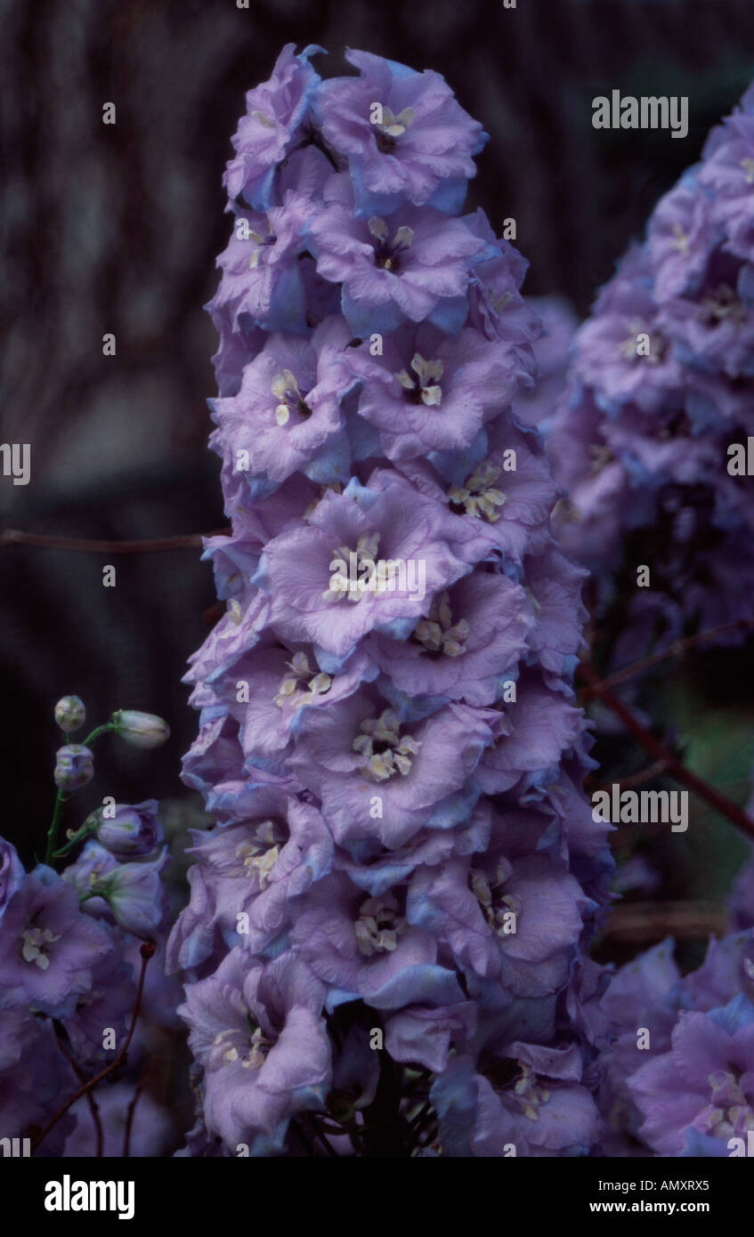 Fanfare de Delphinium Ranunculaceae, bleu pâle, poussant dans un jardin à l'ouest de Londres, Royaume-Uni Banque D'Images