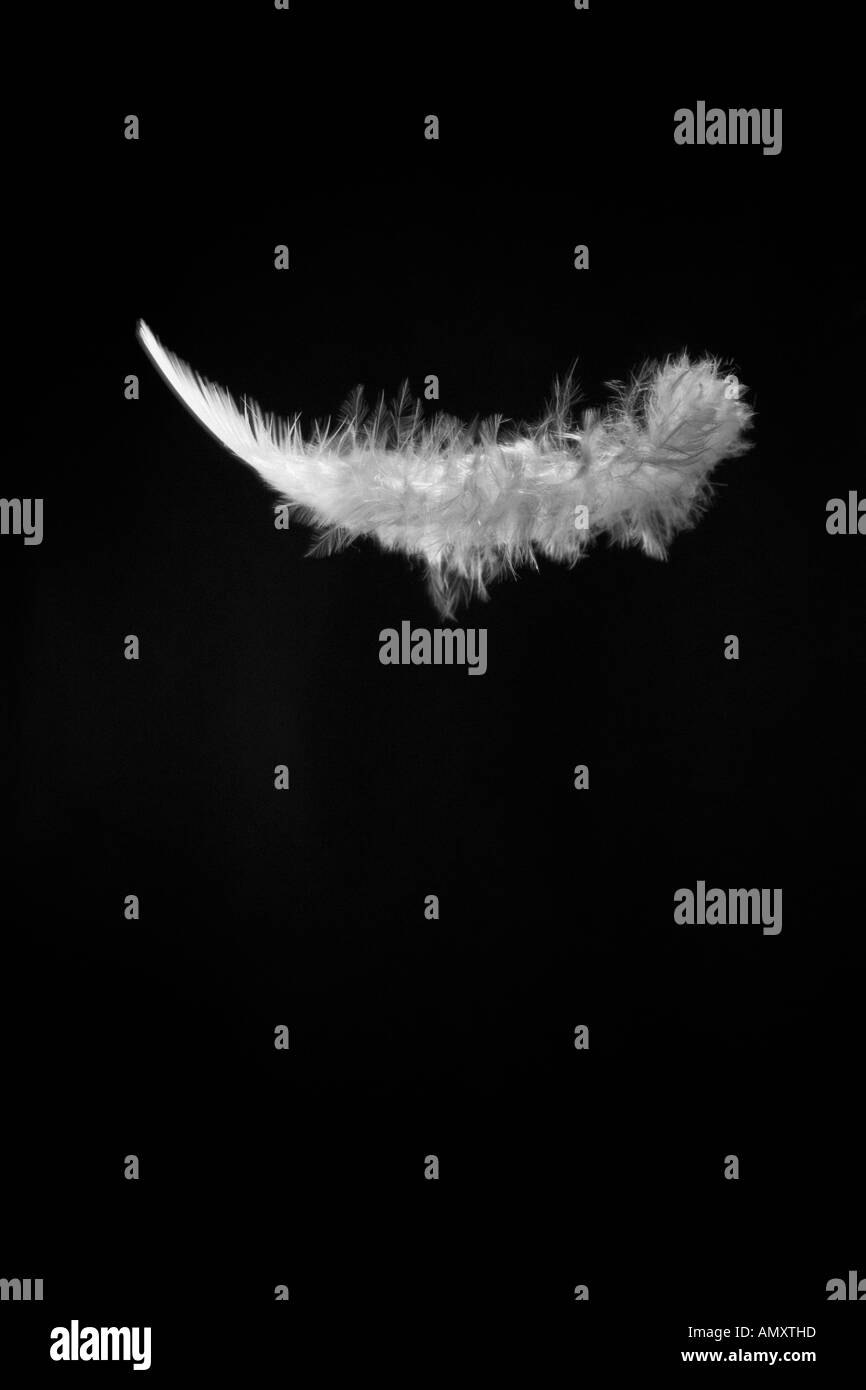 Plume blanche, flottant sur un fond noir,toujours la vie. Banque D'Images