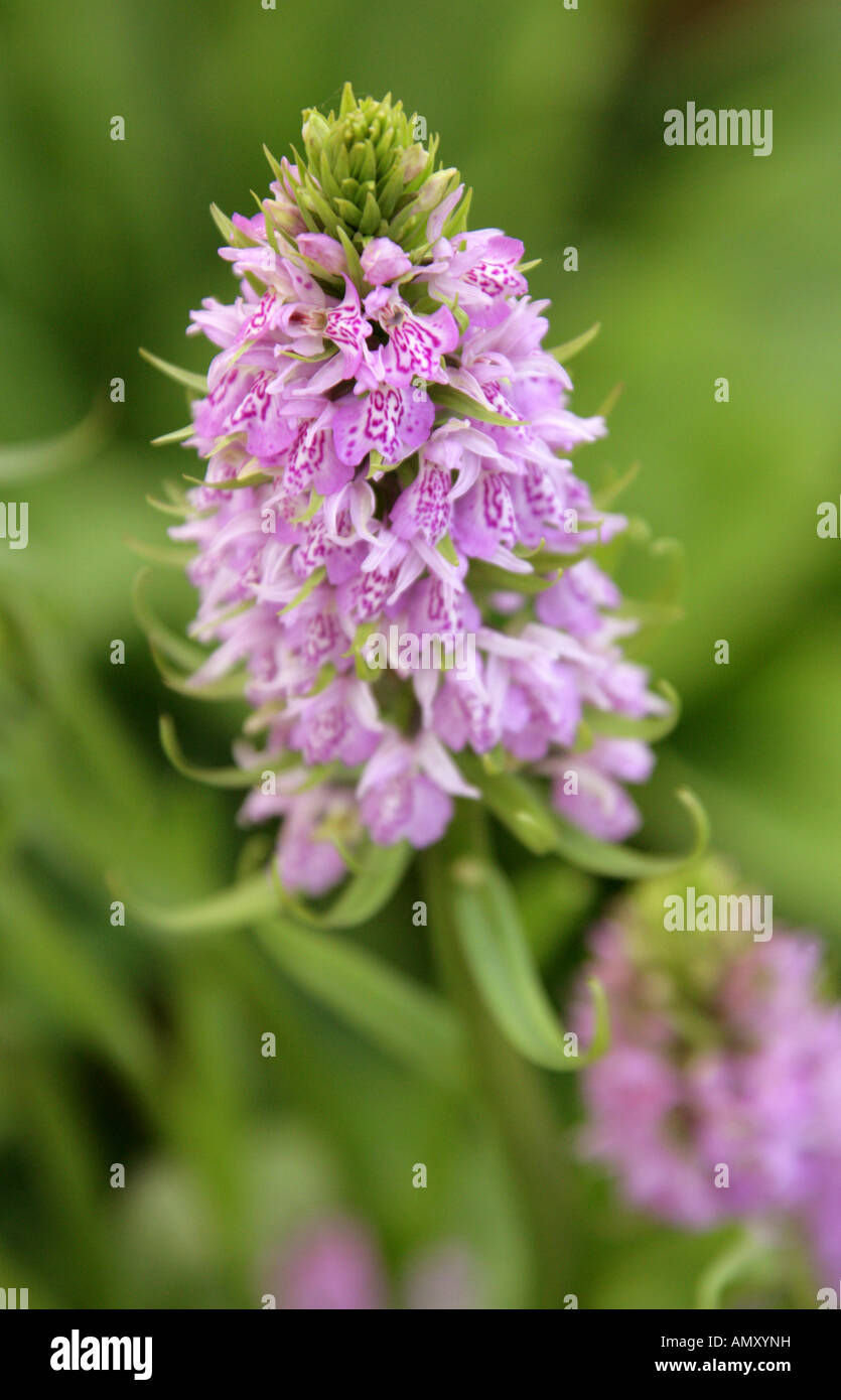 Dactylorhiza transiens, Orchidaceae. Croisement entre la commune orchidée, D. fuchsii × Heath Spotted Orchid, D. maculata, Europe Banque D'Images