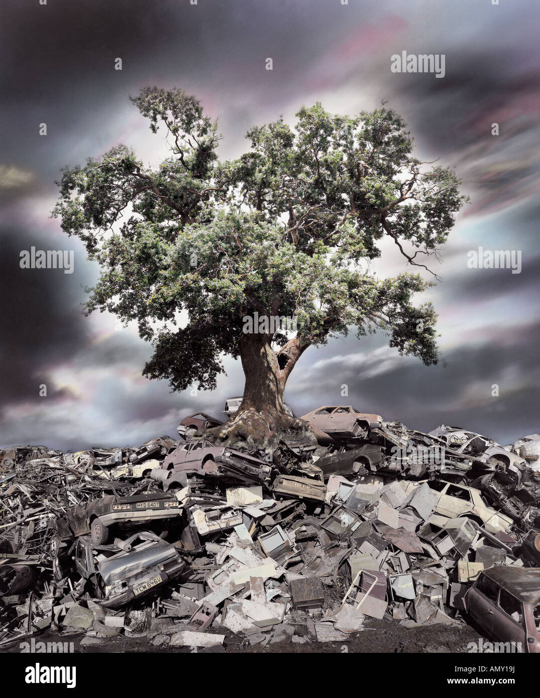 Vieux Chêne se développe hors d'une pile de carcasses de voitures contre un ciel dramatique. Banque D'Images