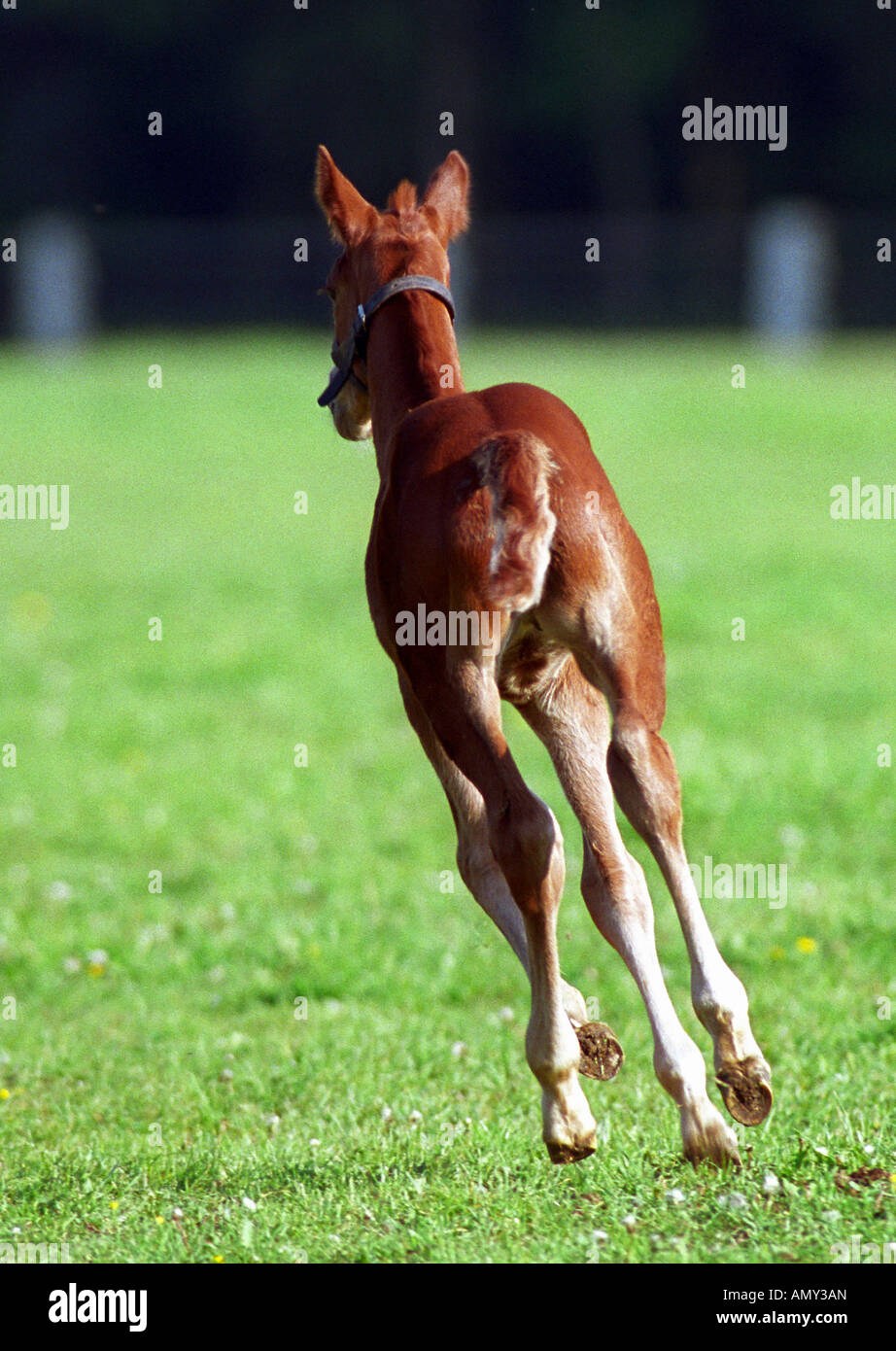 Un jeune cheval vu de derrière, Graditz, Allemagne Banque D'Images