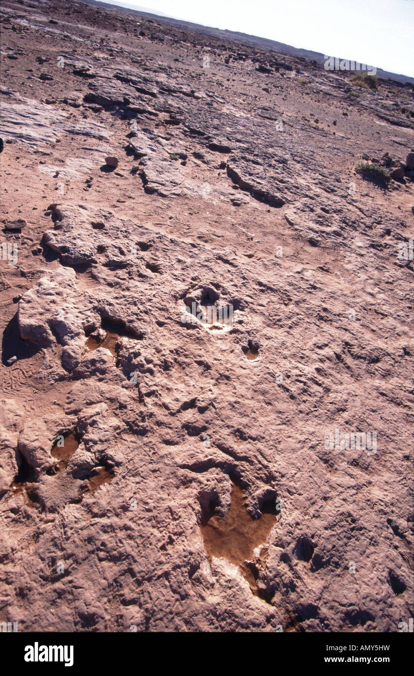 Traces de dinosaures fossilisées près de Tuba City Arizona USA Banque D'Images
