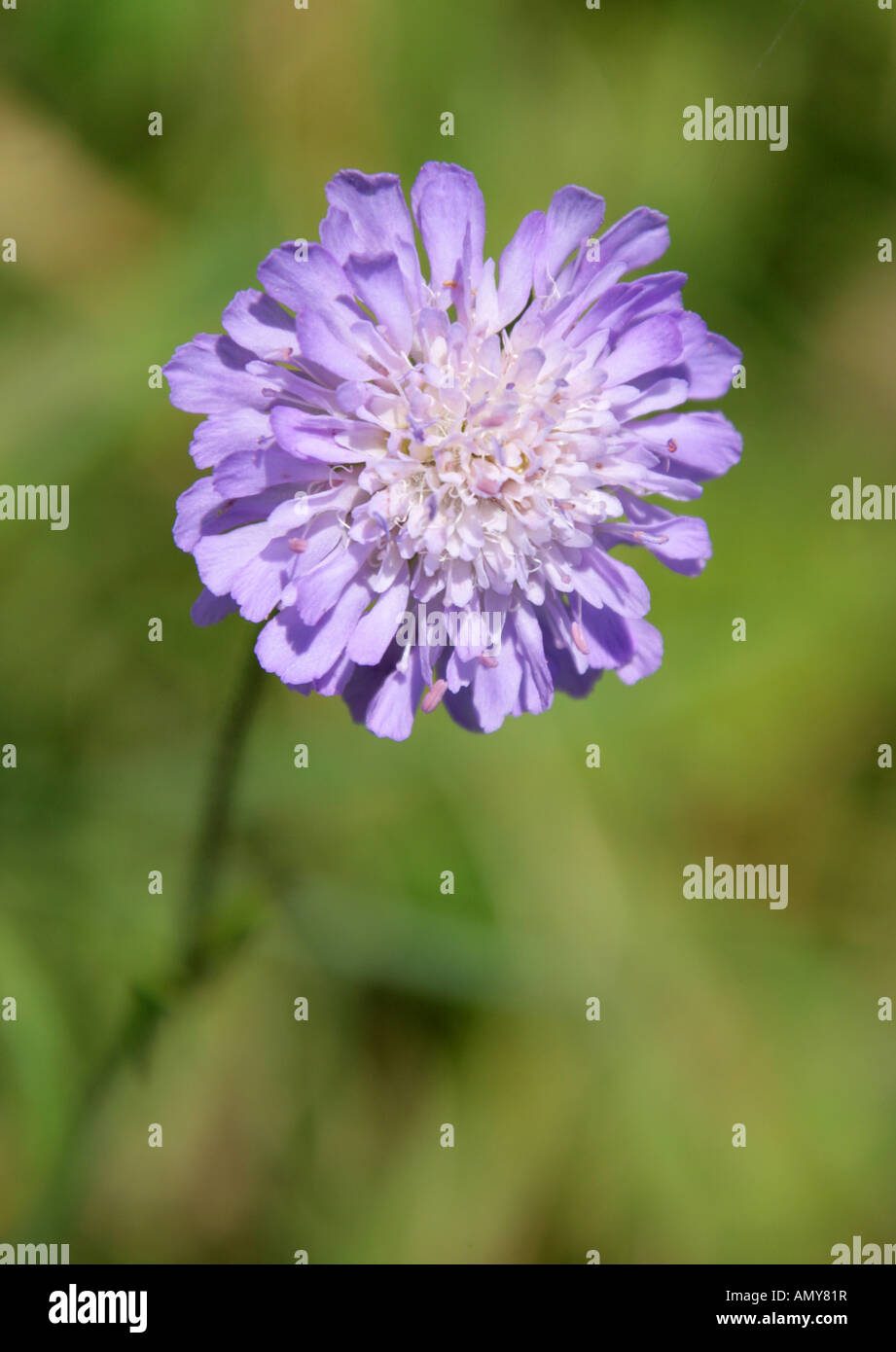 Scabious Knautia arvensis, terrain, - Banque D'Images