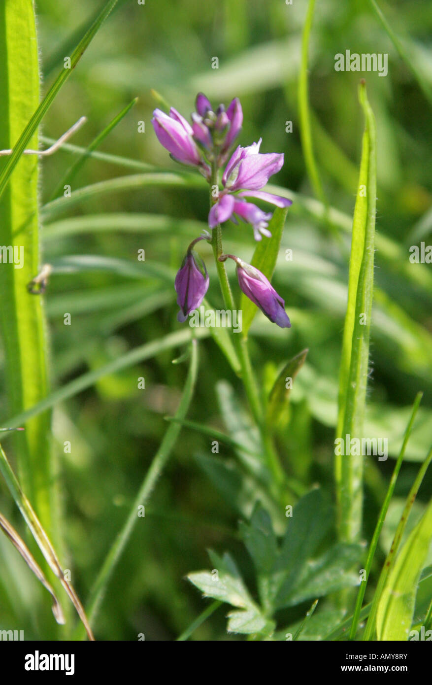 Millepertuis commun, Polygala vulgaris, Polygalacées Banque D'Images