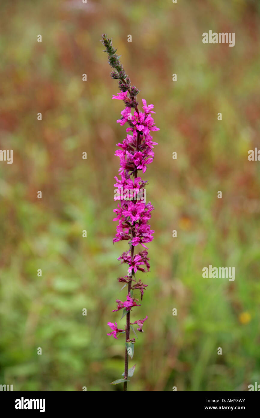 La salicaire pourpre, Lythrum salicaria, Lythraceae Banque D'Images