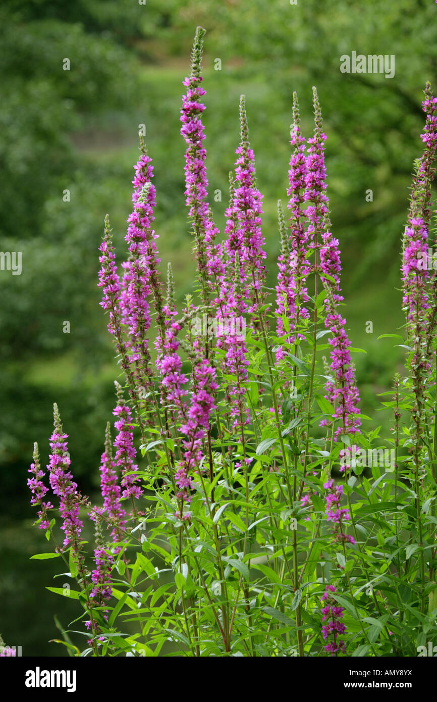 La salicaire pourpre, Lythrum salicaria, Lythraceae Banque D'Images