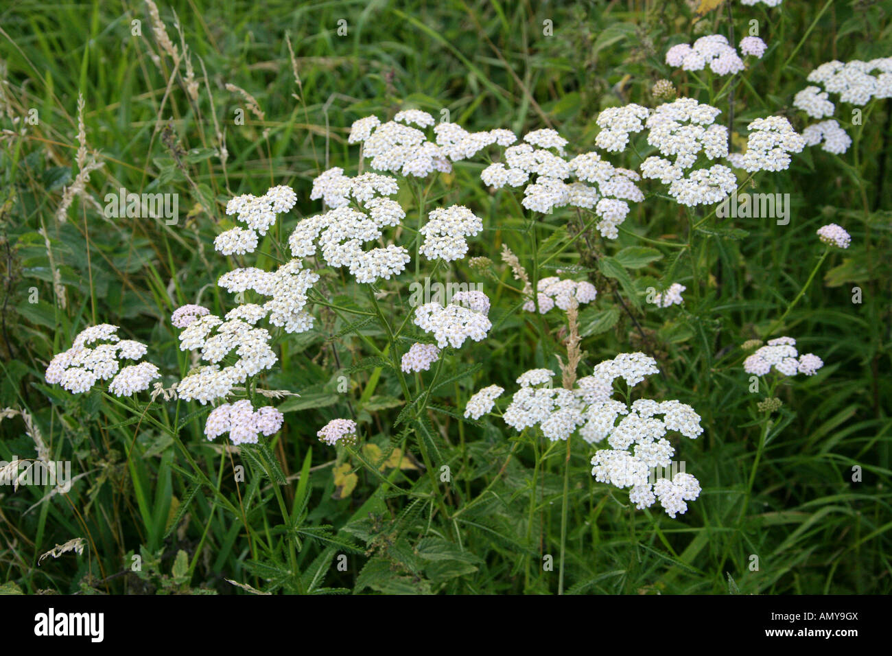 Achillée millefeuille, Achillea millefolium, Asteraceae Banque D'Images