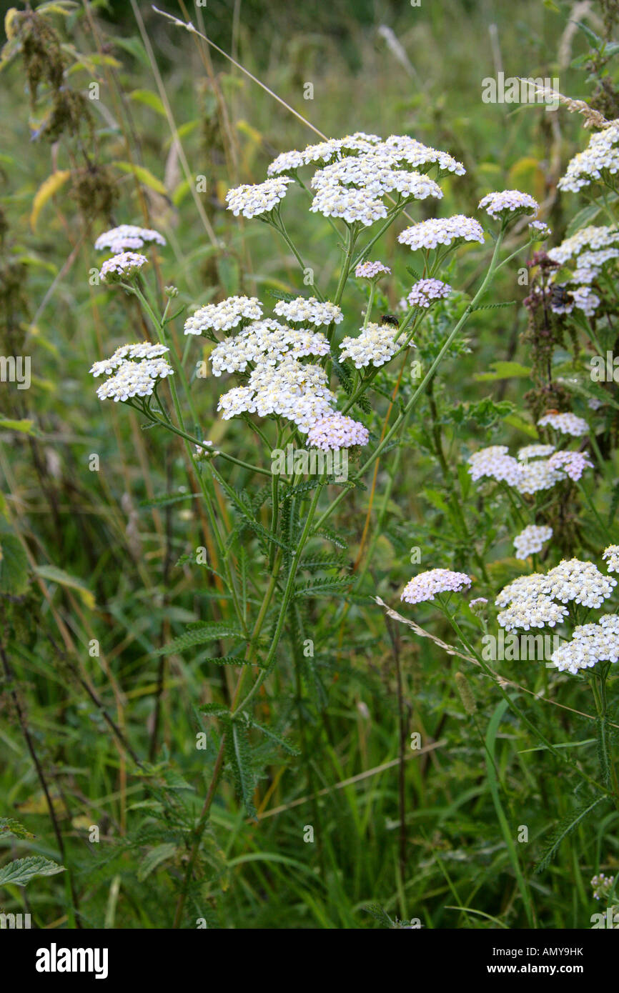 Achillée millefeuille, Achillea millefolium, Asteraceae (Compositae) Banque D'Images