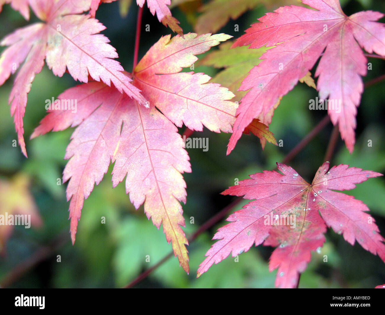 Maple Acer Japonica - Acer palmatum Banque D'Images