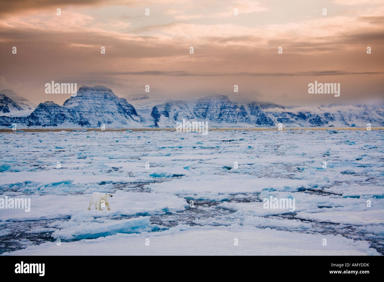 L'ours polaire sur la glace de mer au large du Groenland Banque D'Images