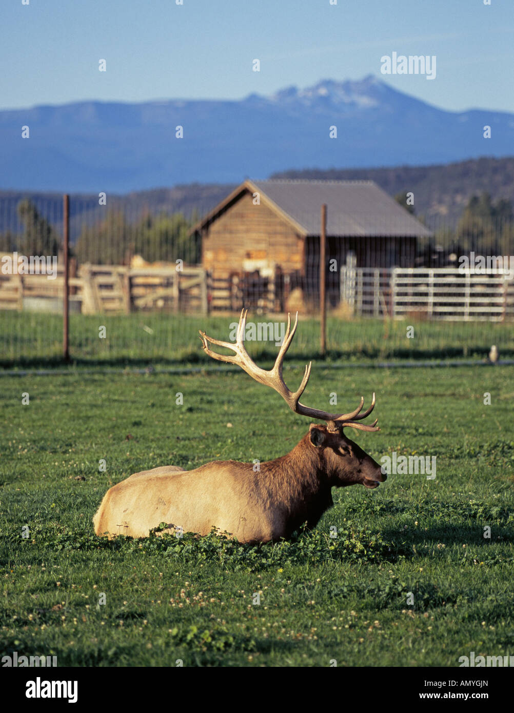 Un grand bull elk réside dans un pâturage sur la ferme un wapiti wapiti sont élevés pour leur viande et peaux de cerf Banque D'Images