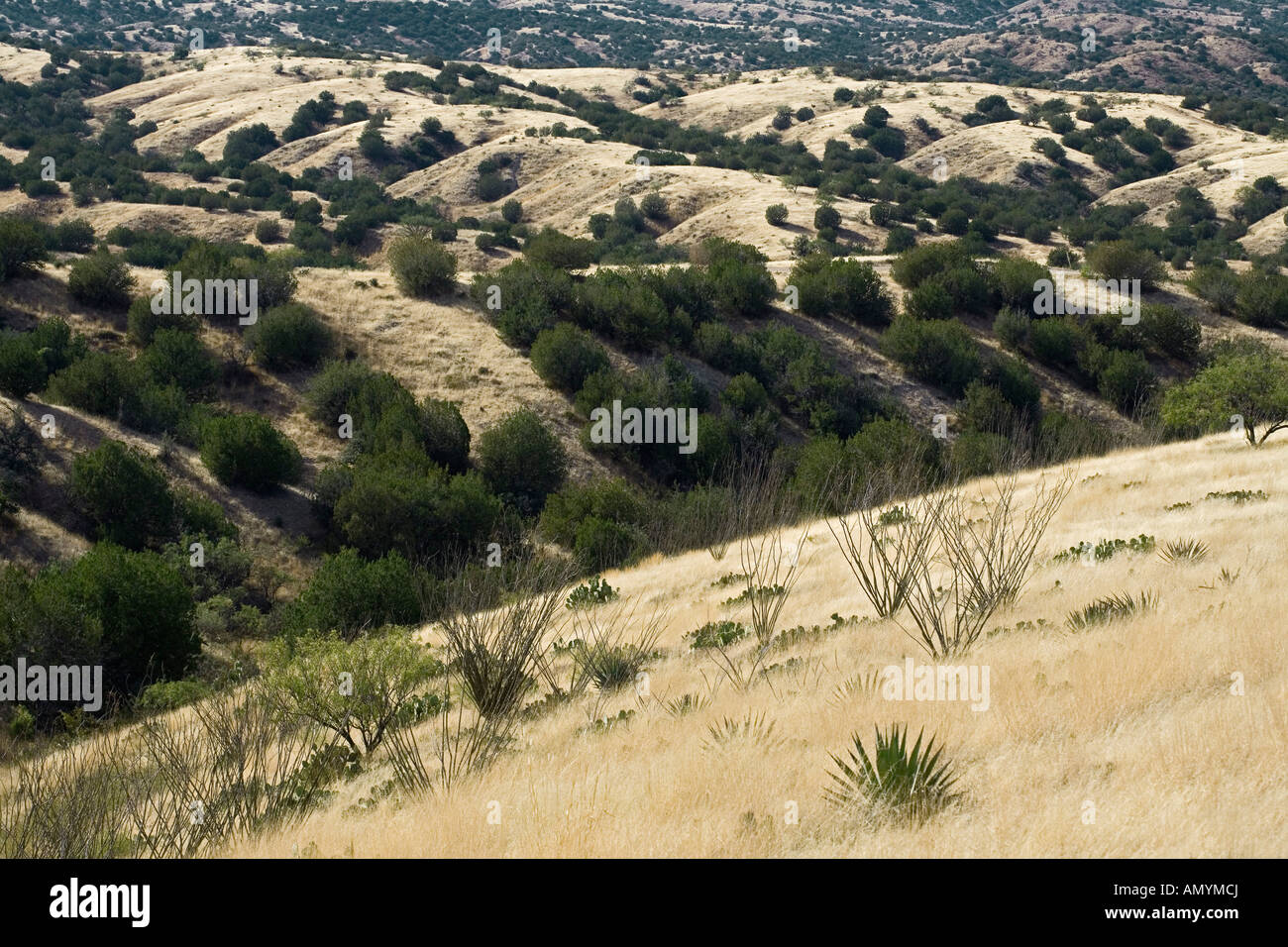 Scenic collines du Comté de Santa Cruz près de Arizona Sonoita Banque D'Images
