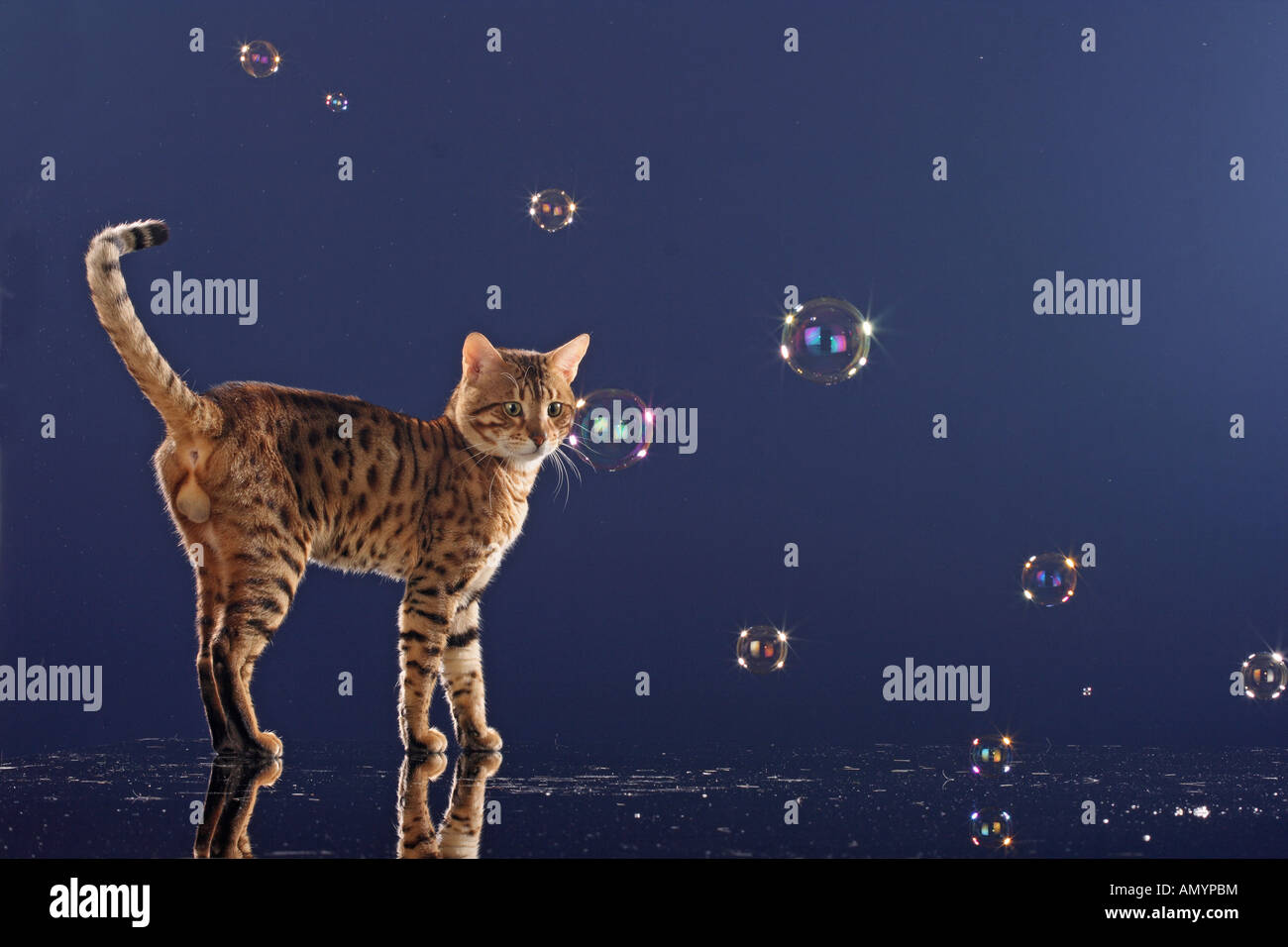Bengal Chat Debout Entre Bulle De Savon Photo Stock Alamy