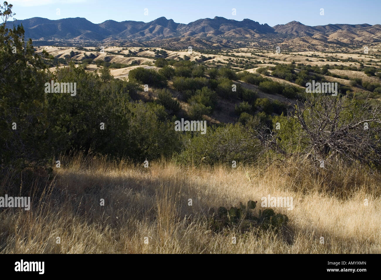 Scenic collines du Comté de Santa Cruz près de Arizona Sonoita Banque D'Images